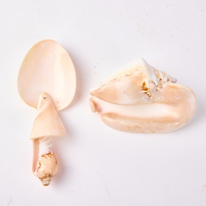 A Collection of Two Seashell Ornaments