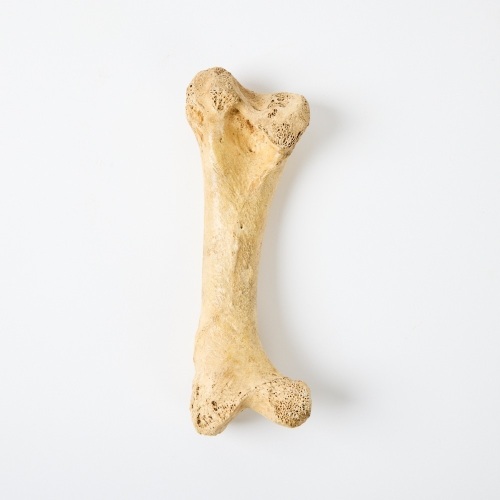 A Moa Leg Bone