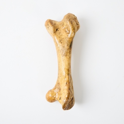 A Moa Leg Bone