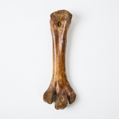 A Moa Leg Bone