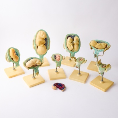 Scientific Diagrams of the Stages of Foetuses in the Womb