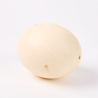 An Ostrich Egg