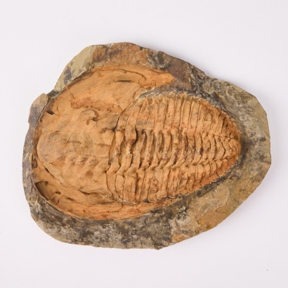 A Fossilised Sea Animal