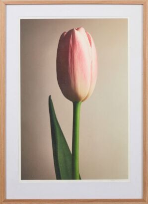 JEFFREY KIRBY Tulip 2/5