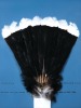 FIONA PARDINGTON Matiu's Huia Feathers, Te Papa