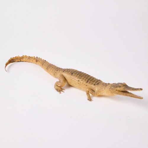 An Antique Baby Taxidermy Alligator