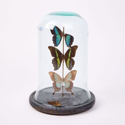 Three Taxidermy Butterflies by Lisa Glass