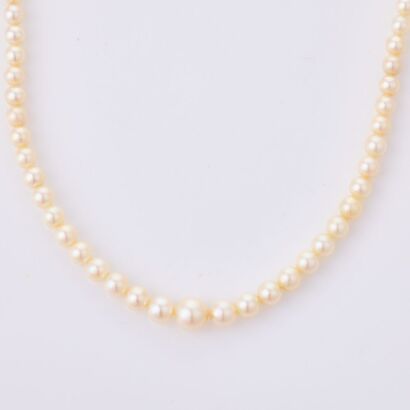 39cm Pearl Necklace Attributed to Mikimoto with Box