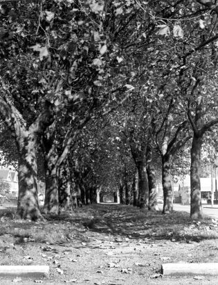 A Tunnel of Trees: A Photograph taken in Fitzgerald Avnenue