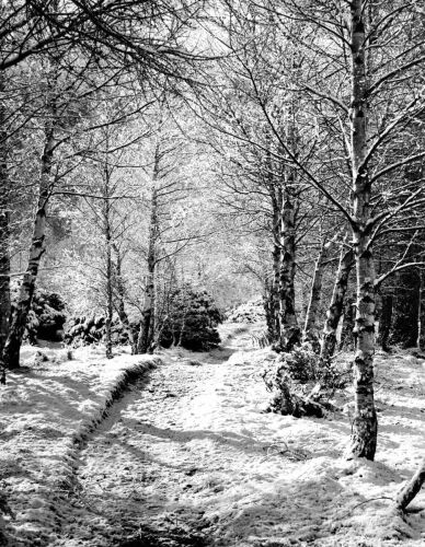 V FRANCIS SMITH Pathway near Hermitage, Mount Cook