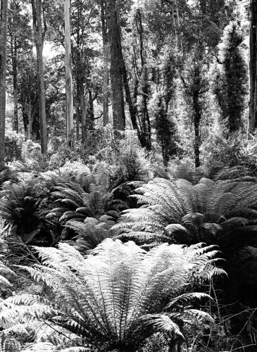 ELLIS DUDGEON Tree Ferns in the Pelorus Bush Scenic Reserve, Marlborough
