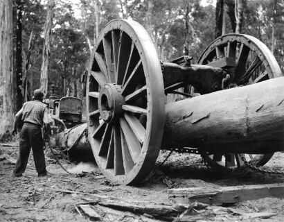 AUSTRALIA NATIONAL TRAVEL Tractor Hauling Jarrah Logs Through the Forest at Manjimup, W.A