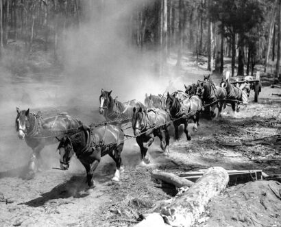 AUSTRALIA NATIONAL TRAVEL Horses Hauling Jarrah Logs Through the Forest at Manjimup, W.A