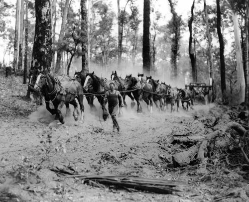 AUSTRALIA NATIONAL TRAVEL Horses Hauling Jarrah Logs Through the Forest at Manjimup, W.A