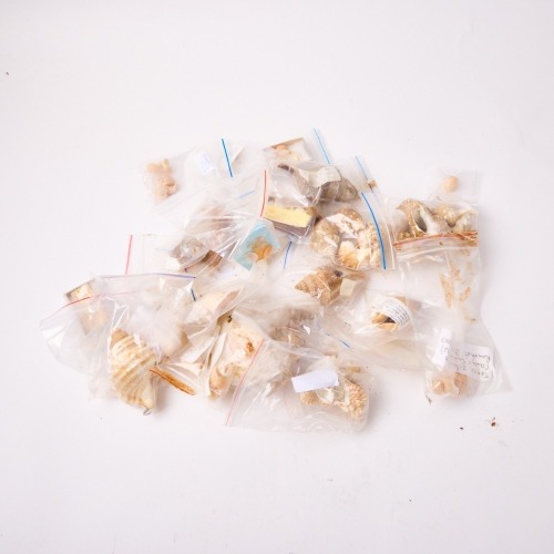 A Collection of Shells, North Island New Zealand