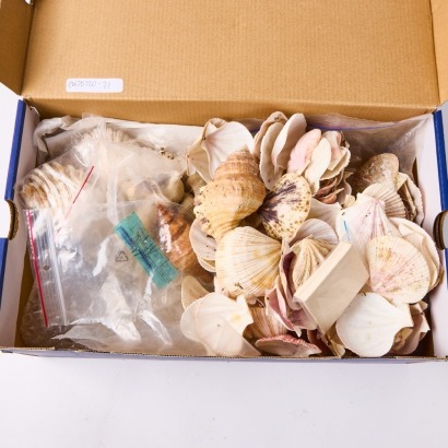 An Assorted Collection of Shells