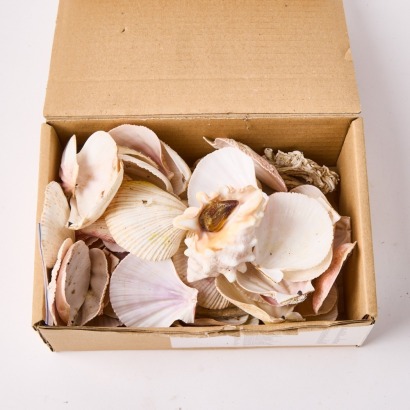 An Assorted Collection of Shells