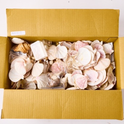 An Assorted Collection of Shells