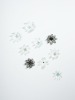 EMILY SIDDELL Inflorescence Cluster