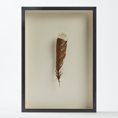 A Framed Huia Feather