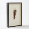 A Framed Huia Feather - 2