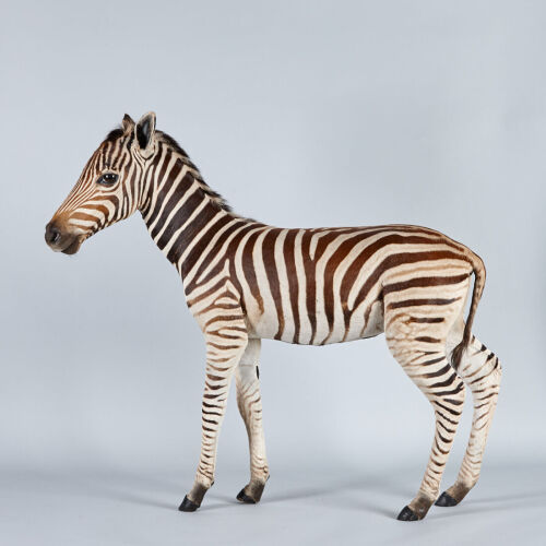 A Full Mount Burchell's Zebra Foal&nbsp;
