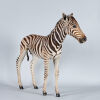 A Full Mount Burchell's Zebra Foal&nbsp; - 2