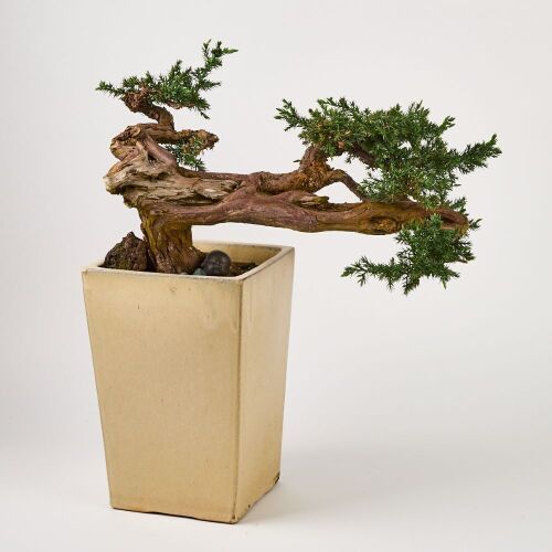 A Chinese Thuja Bonsai （50 Years)