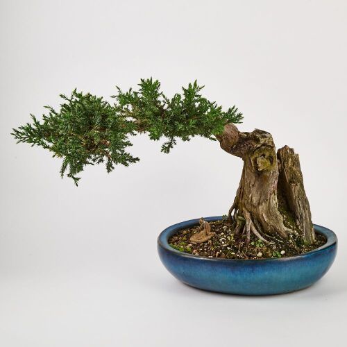 A Chinese Thuja Bonsai （50 Years)