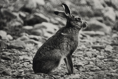 JOHN JOHNS Hare in Harper Avoca Forest
