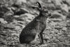 JOHN JOHNS Hare in Harper Avoca Forest