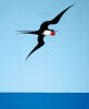 DON BINNEY Pacific Frigate Bird