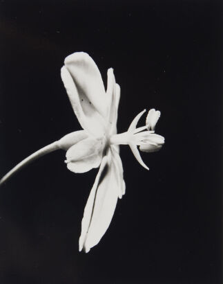 JOHN JOHNS NZ Iris