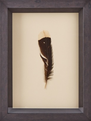 A Framed Huia Feather, Aotearoa