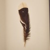 A Framed Huia Feather, Aotearoa - 2