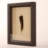 A Framed Huia Feather, Aotearoa - 3