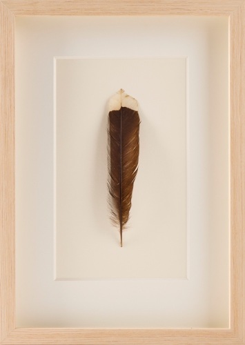 A Framed Huia Feather, Aotearoa