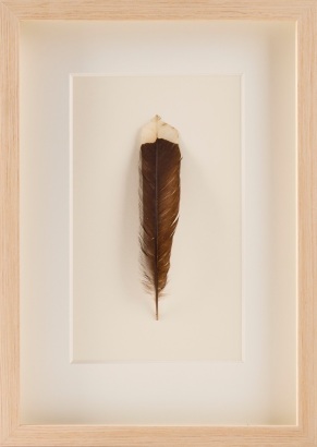 A Framed Huia Feather, Aotearoa