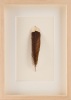 A Framed Huia Feather, Aotearoa