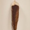 A Framed Huia Feather, Aotearoa - 2
