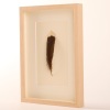A Framed Huia Feather, Aotearoa - 3