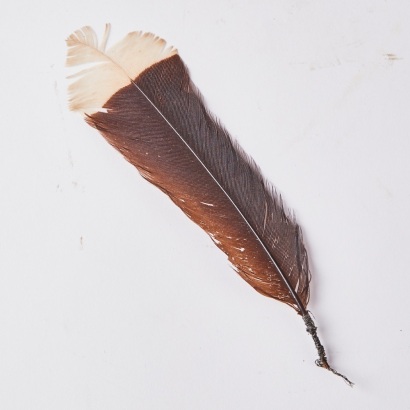 A Huia Feather, Aotearoa