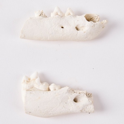 Two Sections of a Worked Kuri Jawbone, Aotearoa