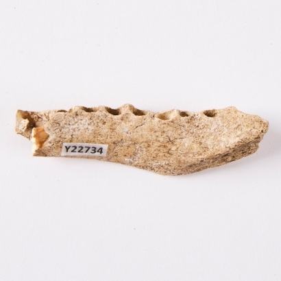 A Section of a Worked Kuri Jawbone, Aotearoa