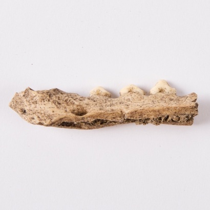 A Section of a Worked Kuri Jawbone, Aotearoa