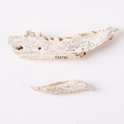 Two Worked Fragments of a Kuri Jaw Bone, Aotearoa