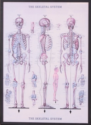 A Framed Poster of the Skeletal System