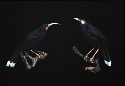 FIONA PARDINGTON Andrew's Huia Pair