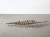 VIRGINIA KING Fern