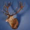 A Shoulder Mount New Zealand Red Stag - 3